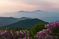 사모